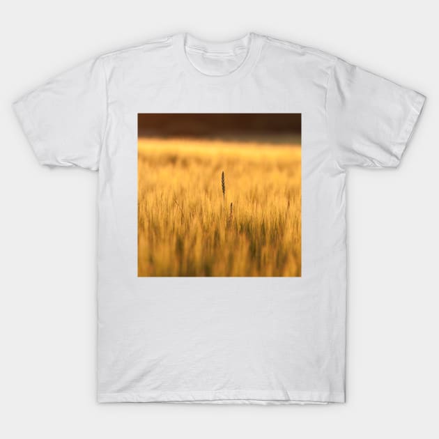 Couch Grass T-Shirt by ansaharju